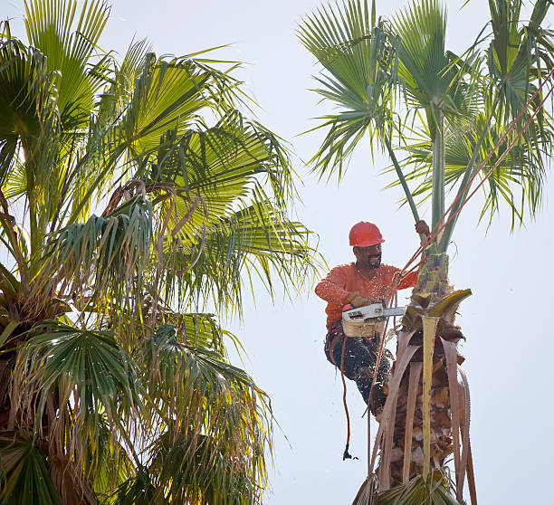 How Our Tree Care Process Works  in  Julian, CA